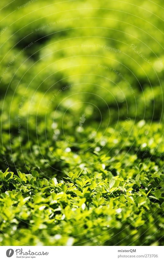 Heckansicht. Umwelt Natur Landschaft ästhetisch Gartenbau grün Grünfläche Hecke Wachstum Naturliebe Naturwuchs Gartenarbeit Labyrinth Farbfoto Gedeckte Farben