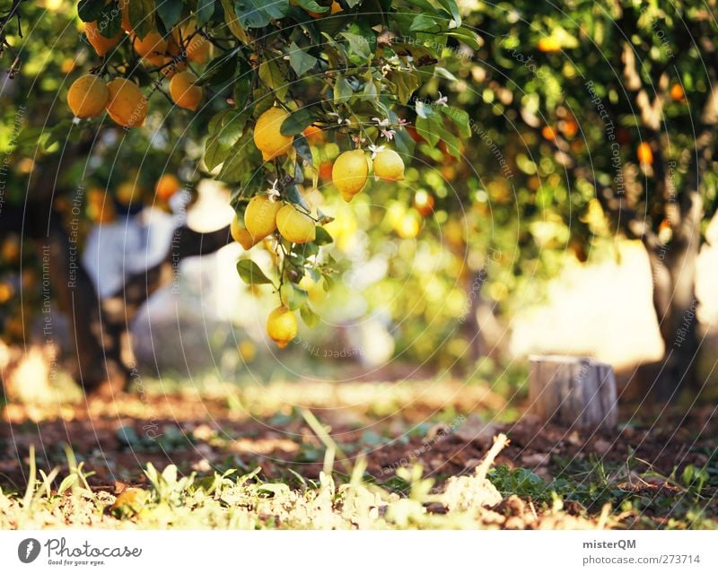 Orange Garden VIII Kunst ästhetisch sauer Zitrone Zitronensaft zitronengelb Zitronenbaum Zitronenblatt Plantage fantastisch Idylle Natur ursprünglich ökologisch