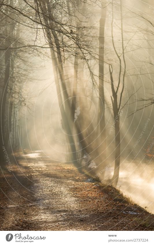 Fog rises on a sunny winter morning Winter Natur Sonne Sonnenaufgang Sonnenuntergang Sonnenlicht Wetter Schönes Wetter Nebel Bach Fluss Wärme copy space creek