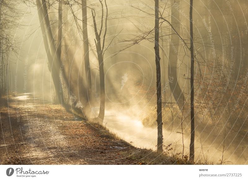 Fog rises from a creek Winter Natur Sonnenaufgang Sonnenuntergang Sonnenlicht Flussufer Bach glänzend Wärme copy space dirt fog forest path forest road