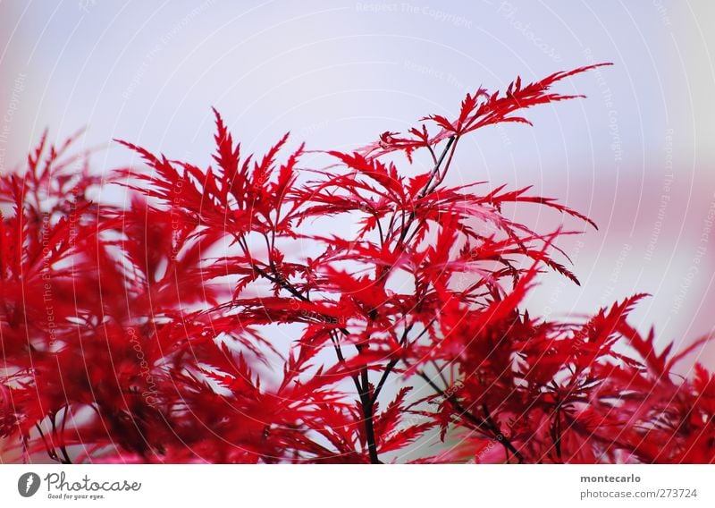 Red Ahorn Umwelt Natur Pflanze Himmel Sommer Schönes Wetter Baum Sträucher Blatt Grünpflanze Wildpflanze Park dünn authentisch Spitze stachelig trocken Wärme