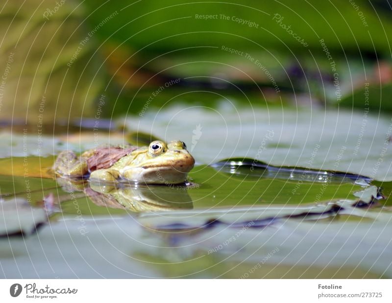 Froschwellness Umwelt Natur Pflanze Tier Urelemente Wasser Frühling Blatt Teich Wildtier Tiergesicht 1 nass natürlich Wärme grün Seerosenblatt