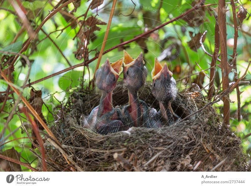 junge hungrige Amseln im Nest Natur Tier Frühling Sommer Schönes Wetter Garten Park Wiese Feld Wald Wildtier Vogel 3 Tiergruppe Tierjunges füttern mehrfarbig