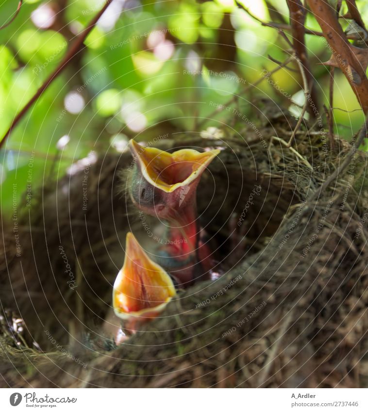 Jungvögel im Nest Natur Tier Sommer Garten Park Wald Wildtier Vogel Amsel Jungvogel Tierjunges füttern warten braun mehrfarbig grün Horst Unschärfe Farbfoto