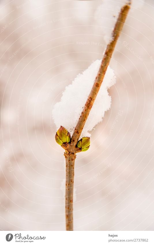 Baumknospe im Schnee Winter springen grün weiß Baumtrieb Austrieb Schneehaube verschneit Jahreszeit Pflanze Wachstum Trieb Schössling Tiefenschärfe wenige Wald