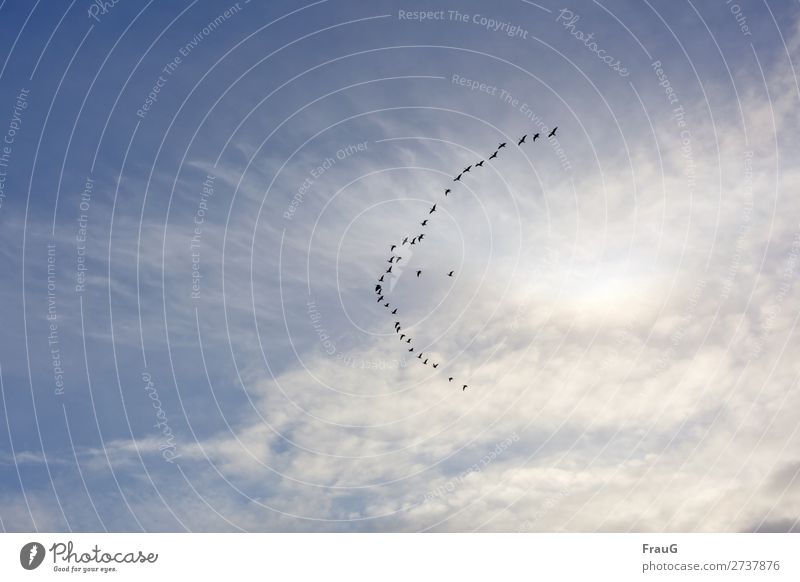 Fernweh | Die Wildgänse ziehen... Ferien & Urlaub & Reisen Winterurlaub Himmel Wolken Wildgans Schwarm fliegen Natur Teamwork Zusammenhalt Formation Vogelflug