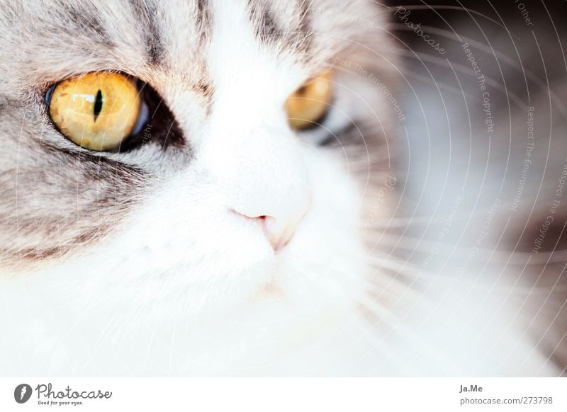 *Merle* Tier Haustier Katze Tiergesicht Perserkatze 1 Jagd Blick kuschlig gelb grau schwarz weiß Farbfoto Außenaufnahme Nahaufnahme Makroaufnahme Tag High Key