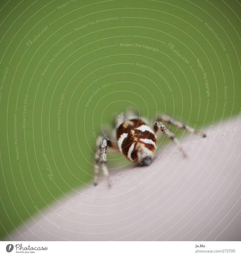 Das Zebra im Garten Tier Wildtier Spinne Zebraspringspinne 1 exotisch braun grün Farbfoto mehrfarbig Außenaufnahme Nahaufnahme Makroaufnahme Tag