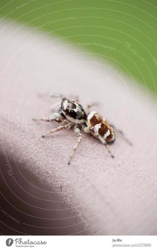 Das Zebra im Garten die 2te Tier Wildtier Spinne Zebraspringspinne 1 braun grün Farbfoto mehrfarbig Außenaufnahme Nahaufnahme Makroaufnahme Tag