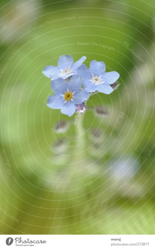 Bitte! Vergiß mein nicht Natur Pflanze Frühling Sommer Blume Blüte Grünpflanze Wildpflanze Vergißmeinnicht Blühend Duft leuchten authentisch einfach elegant