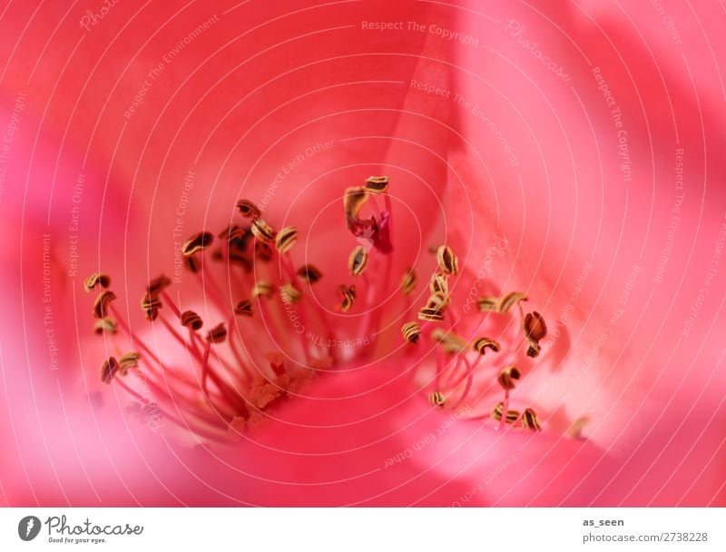 Rosenrot Leben harmonisch Duft Valentinstag Muttertag Umwelt Natur Pflanze Frühling Sommer Blume Blüte Blühend leuchten ästhetisch modern rosa schwarz Gefühle