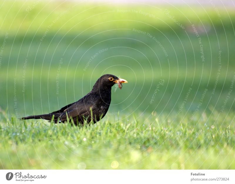 Frühstück Umwelt Natur Pflanze Tier Sommer Gras Garten Park Wiese Wildtier Vogel Flügel 1 hell natürlich Amsel Regenwurm Männchen Fressen Nahrungssuche Futter