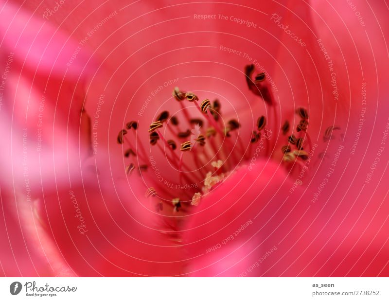 Rote Rose Lifestyle Wellness Leben harmonisch Wohlgefühl Duft Valentinstag Muttertag Umwelt Natur Pflanze Frühling Sommer Blume Blühend ästhetisch Erotik