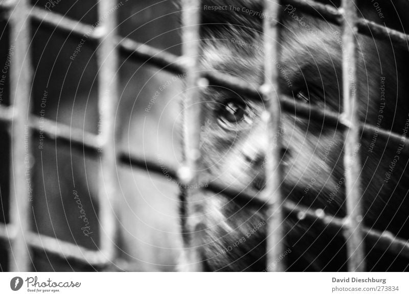 Nimmst du mich mit? Tier Wildtier Tiergesicht Fell Zoo 1 Affen Gitter gefangen eingeschlossen Traurigkeit Auge Mitgefühl Schwarzweißfoto Außenaufnahme