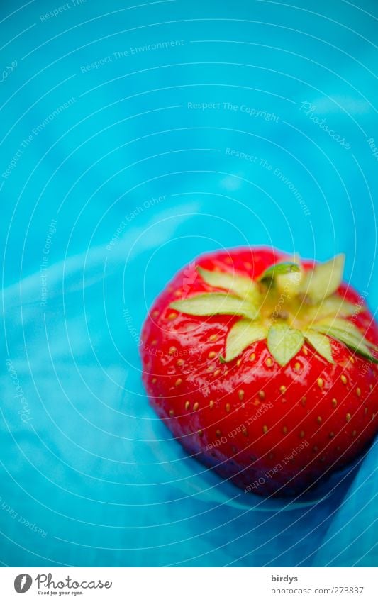 rote, reife Erdbeere auf blauem Grund Erdbeeren frisch hell nass schön süß grün genießen 1 Obst fruchtig Frucht lecker saftig Vor hellem Hintergrund