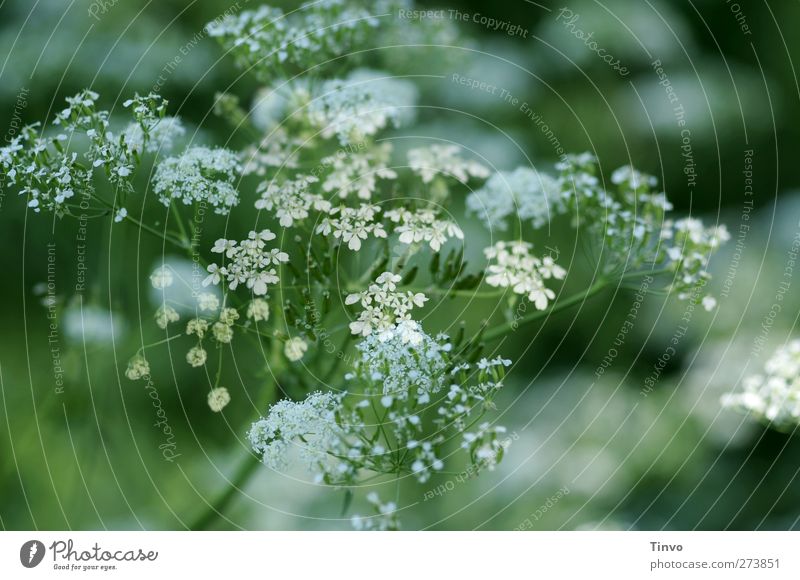 Schafgarbe 3 Frühling Pflanze Blüte Grünpflanze Nutzpflanze Wildpflanze grün weiß Natur Gewöhnliche Schafgarbe Blütenpflanze krautig Heilpflanzen Blühend