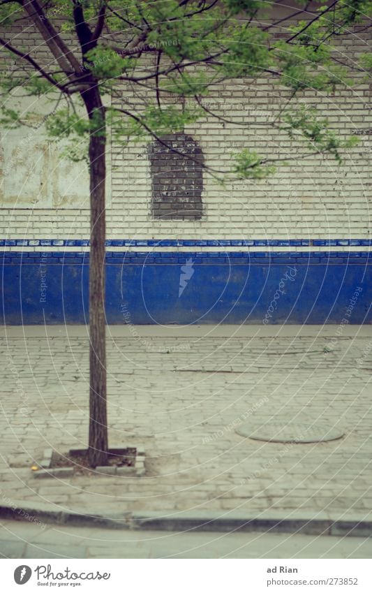 lebensraum Baum Park Stadt Menschenleer Haus Bauwerk Gebäude Mauer Wand Straße Wege & Pfade Bürgersteig dreckig dunkel eingeengt eingeschlossen Lebensraum