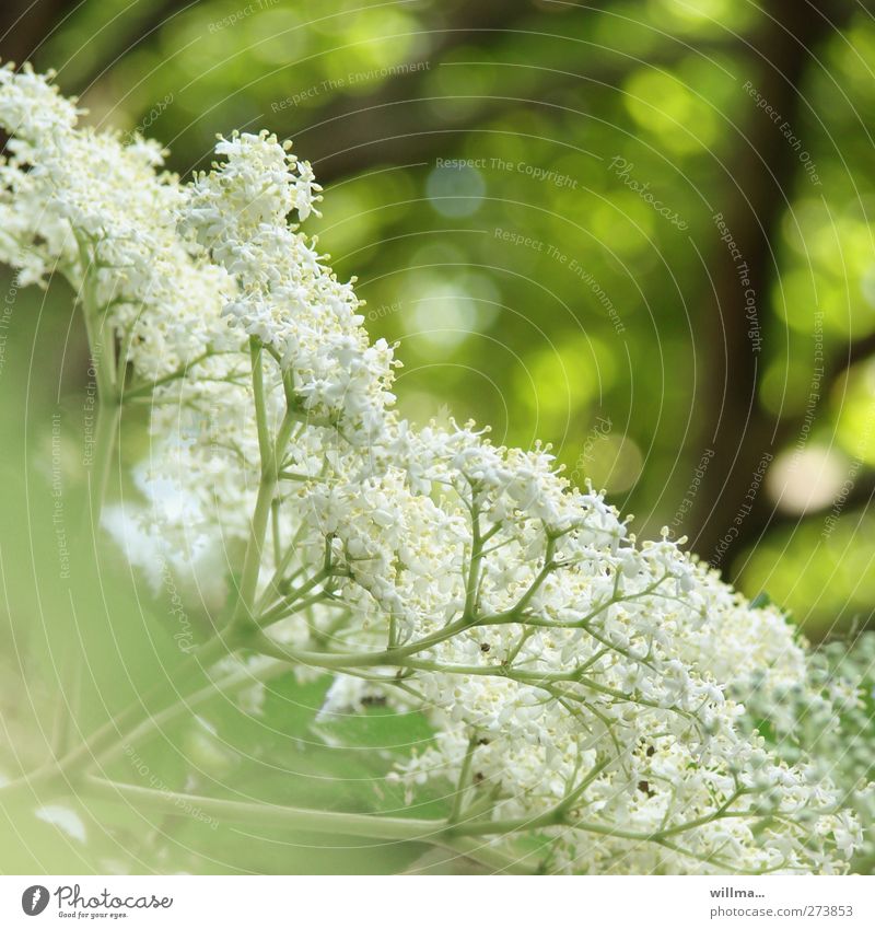 Hollerbusch Natur Pflanze Sträucher Blüte Holunderbusch Holunderblüten grün weiß Farbfoto Außenaufnahme Menschenleer Schwache Tiefenschärfe