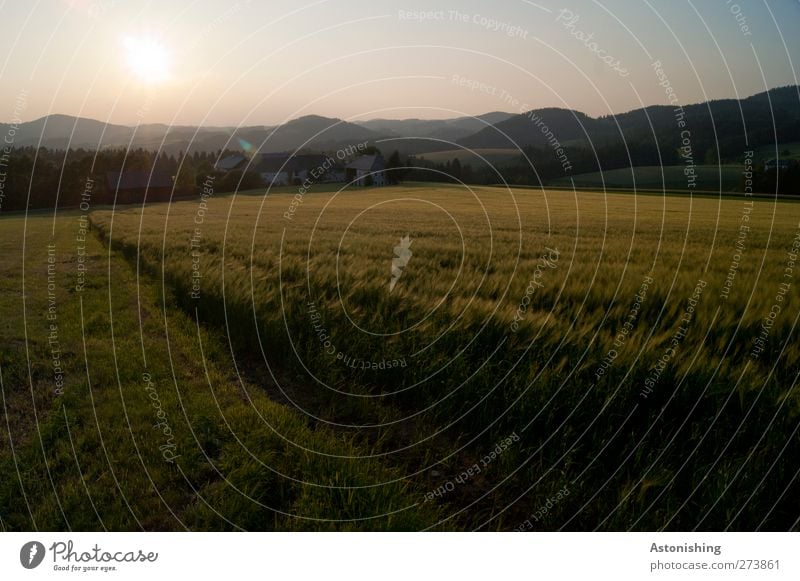 Weite Umwelt Natur Landschaft Pflanze Himmel Wolkenloser Himmel Sonne Sonnenlicht Sommer Wetter Schönes Wetter Baum Gras Nutzpflanze Wiese Feld Wald Hügel Haus