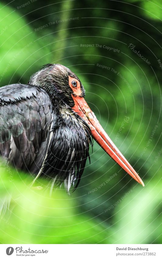 Schwarzstorch Tier Wildtier Vogel 1 grün rot schwarz Schnabel Feder gefiedert Indirektes Licht Flügel Zoo Auge Kopf sitzen Storch Farbfoto Außenaufnahme