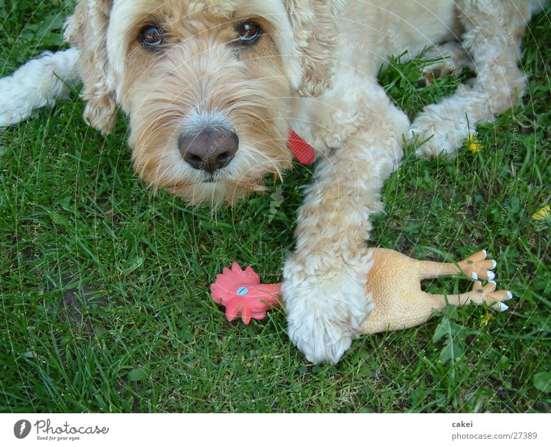 "Meins!" Hund Freundschaft Feindschaft Futterneid Spielen Dieb Sommer Jagd