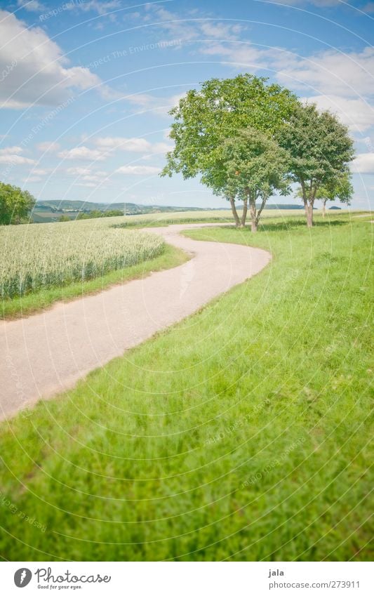 tage wie dieser. Umwelt Natur Landschaft Pflanze Himmel Wolkenloser Himmel Sommer Schönes Wetter Baum Gras Grünpflanze Wiese Feld natürlich blau grün