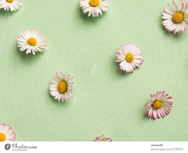 Gänseblümchenmuster schön Sommer Dekoration & Verzierung Natur Pflanze Frühling Blume Gras Blüte frisch natürlich gelb grün weiß Hintergrund Beautyfotografie