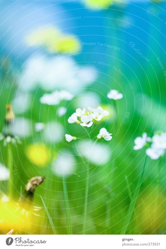 Die Farben des diesjährigen Frühlings Umwelt Natur Pflanze Schönes Wetter Blume Gras Blatt Blüte Wildpflanze Wiese blau mehrfarbig gelb grün weiß Wiesenblume