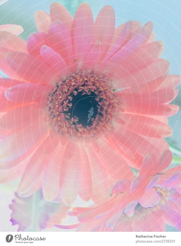 Blume Blüte Gerbera Pflanze Blatt Blühend außergewöhnlich Freundlichkeit Fröhlichkeit schön rosa rot schwarz türkis weiß Blumenstrauß Nostalgie verträumt