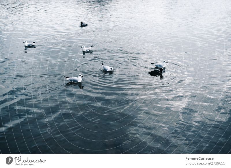 Small water birds in pond Tier Natur Entenvögel See Teich Wasser Vogel Farbfoto Außenaufnahme Textfreiraum unten Tag Zentralperspektive