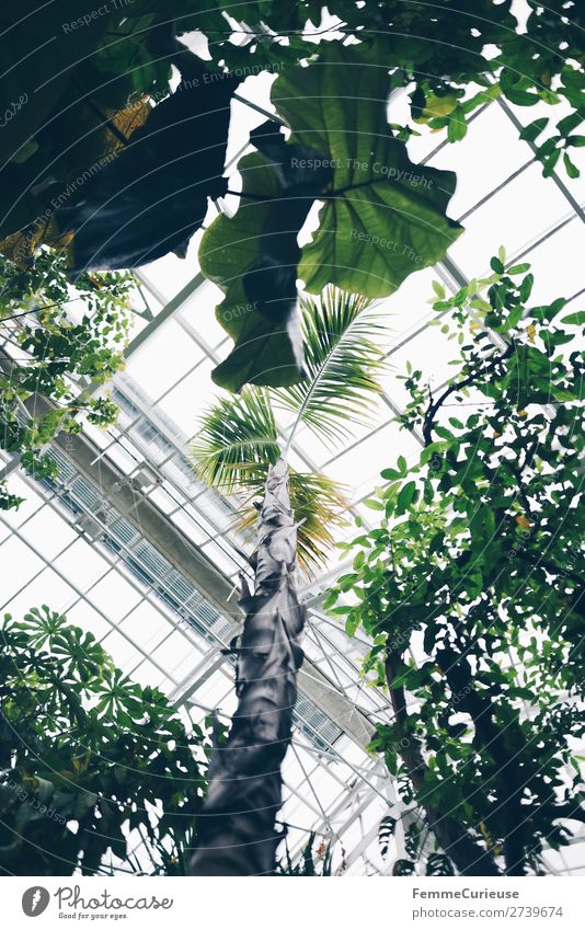 View from below of glass roof in greenhouse Natur Gewächshaus Botanischer Garten Botanik Glasdach Pflanze Dach Glasscheibe Palme hell Grünpflanze Farbfoto