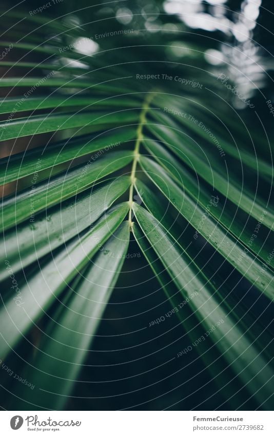 Leaf of a palm tree Natur Strukturen & Formen Muster Blatt Palme Blattgrün Palmenwedel Stengel Gewächshaus Botanischer Garten Grünpflanze Farbfoto Innenaufnahme