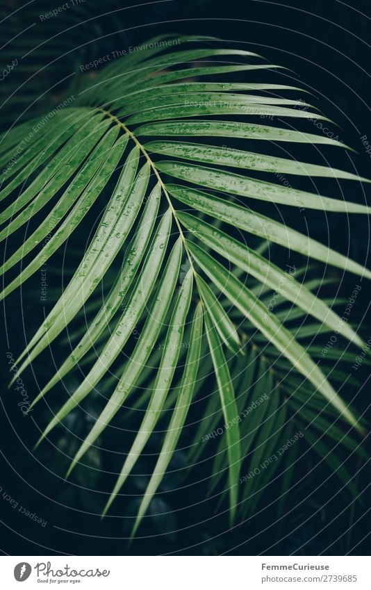 Leaf of a palm tree with drops of water Natur Design Pflanze Palme Palmenwedel Blatt Grünpflanze Tropisch Botanischer Garten Gewächshaus grün Wassertropfen