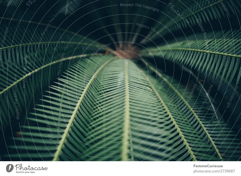 Leaves of a fern Natur Strukturen & Formen Farn Echte Farne Farnblatt Grünpflanze grün Pflanze Botanischer Garten Gewächshaus Muster Blatt Farbfoto