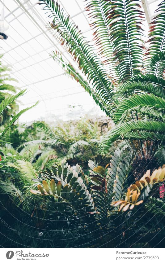 Green plants in greenhouse with glass roof Natur Farn Grünpflanze Botanischer Garten Botanik Gewächshaus Glasdach hell grün Tag Pflanzenteile Farbfoto