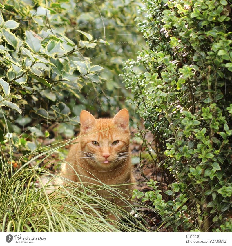 Kater Pflanze Sträucher Buchsbaum Ilex Gras Garten Haustier Katze 1 Tier braun gelb grün rosa weiß Hauskatze rothaarig Katzenzunge Schlitzauge Schnurrhaar Fell