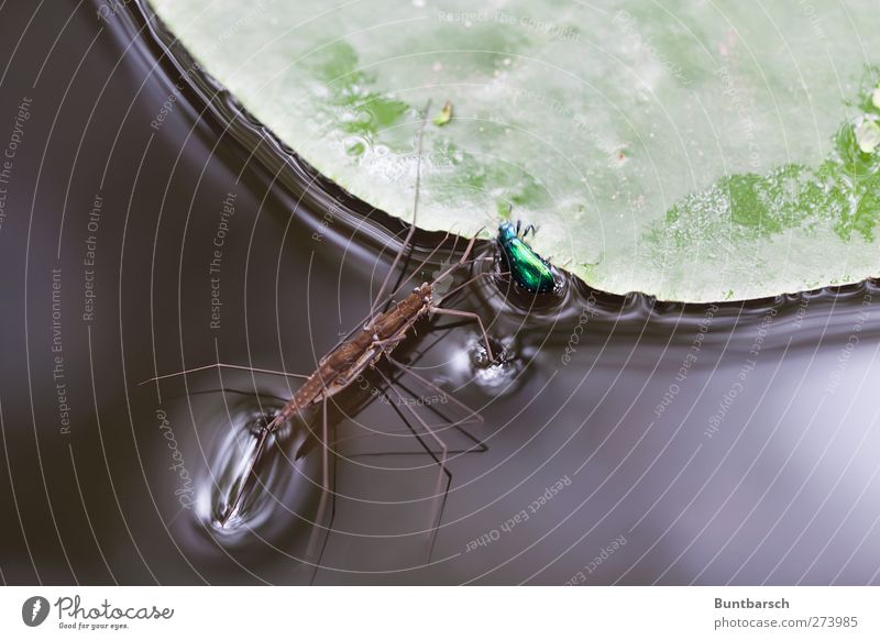 Aufeinander-Treffen Natur Pflanze Tier Wasser Blatt Grünpflanze Wildpflanze Seerosenblatt Wasserpflanze Teich Bach Käfer Wasserschneider Wasserläufer Wanze