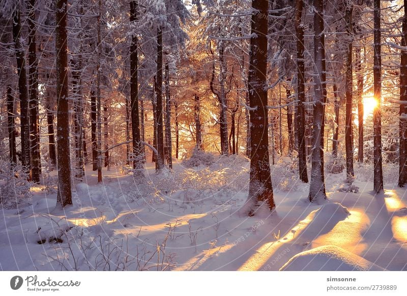 Romantischer Winterwald verschneite Bäume Sonne Schnee Weihnachten & Advent Landschaft Nebel Schneefall Baum Wald Wege & Pfade kalt weich Idylle Ziel