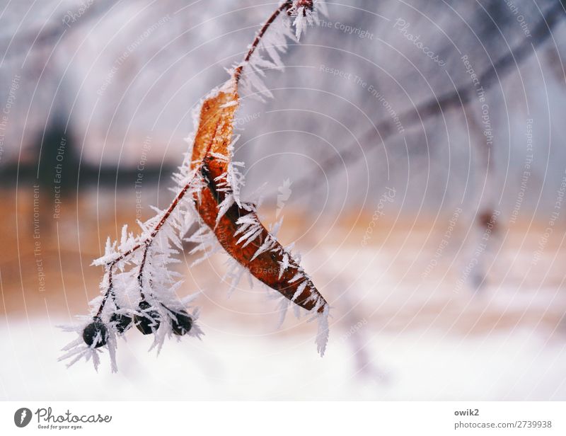 Eis am Stiel Umwelt Natur Pflanze Winter Frost Schnee Baum Zweig dünn authentisch frisch kalt natürlich Spitze stachelig Eiskristall Raureif Farbfoto