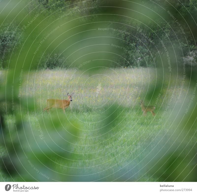 Spannerperspektive Umwelt Natur Pflanze Gras Sträucher Blatt Grünpflanze Wildpflanze Wiese Feld Wald Tier Wildtier 2 Tierjunges Tierfamilie Blick stehen