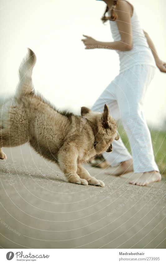 Spielgefährten feminin Kind Mädchen Kindheit Leben 1 Mensch 8-13 Jahre Wege & Pfade Haustier Hund Welpe Elo Tier Tierjunges fangen laufen Spielen toben