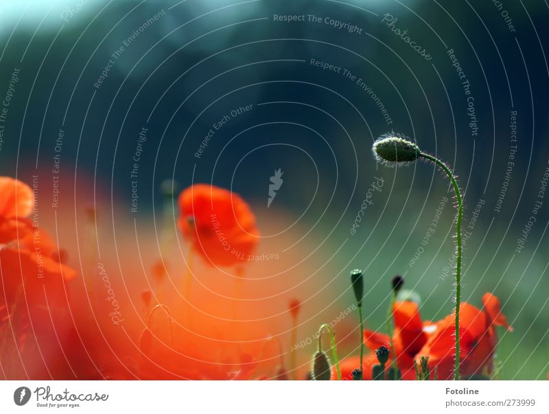 Ein Traum von Rot Umwelt Natur Pflanze Sommer Blume Blüte Garten Park Feld natürlich schön Wärme grün rot Mohn Mohnblüte Mohnfeld Mohnkapsel Blütenknospen