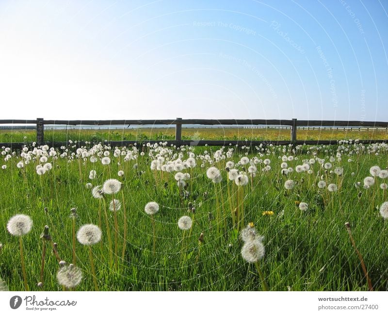 Löwenzahn auf der Wiese Blume Gras Zaun grün Feld Garten Graffiti Blauer Himmel Landschaft Natur