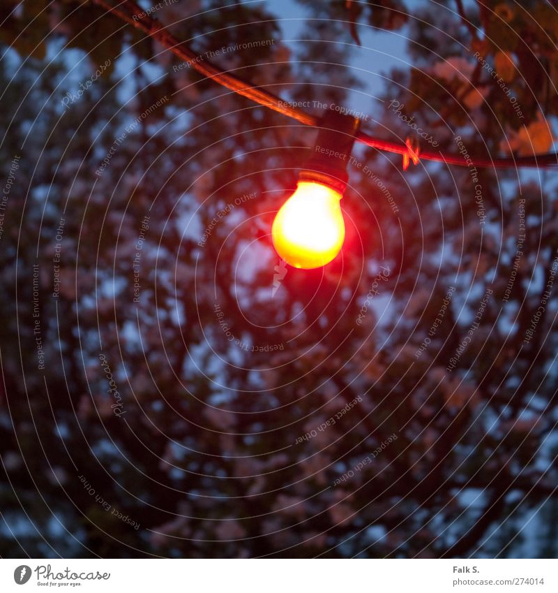 Ohne Titel Garten Kabel Glühlampe lichterkette Glühbirne Frühling Baum Blüte Holz Glas Metall Kunststoff hell kalt trist Wärme blau gelb rot schwarz