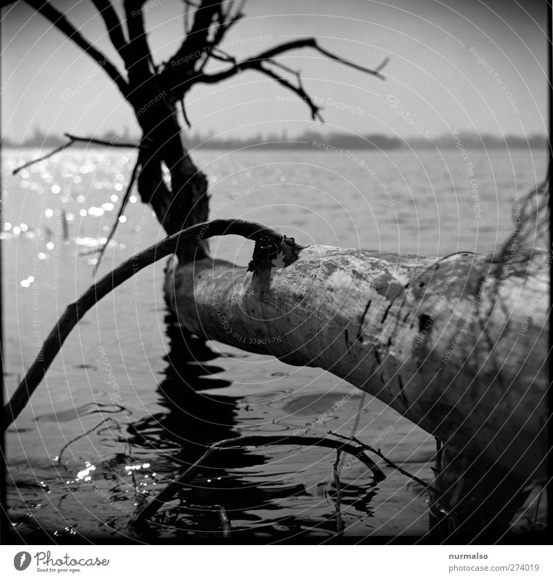 im Licht vergehen Angeln Schwimmen & Baden Kunst Skulptur Natur Landschaft Urelemente Wasser Frühling Klima Baum Wellen Flussufer Havel Kleinstadt