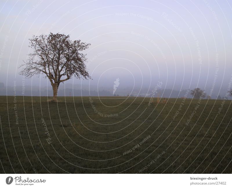 Nebelbaum Baum Einsamkeit Trauer Wiese Landschaft