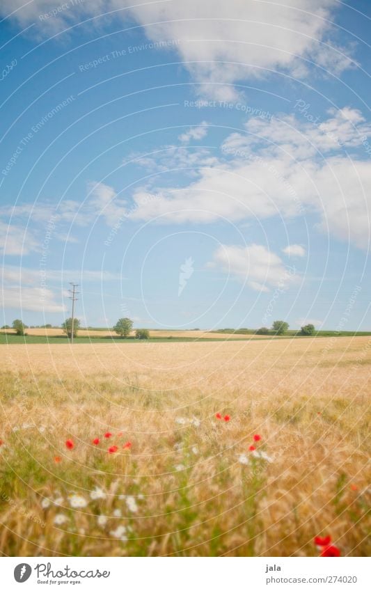 tage wie dieser. Umwelt Natur Landschaft Pflanze Himmel Wolken Sommer Schönes Wetter Baum Gras Grünpflanze Nutzpflanze Feld natürlich blau gelb grün