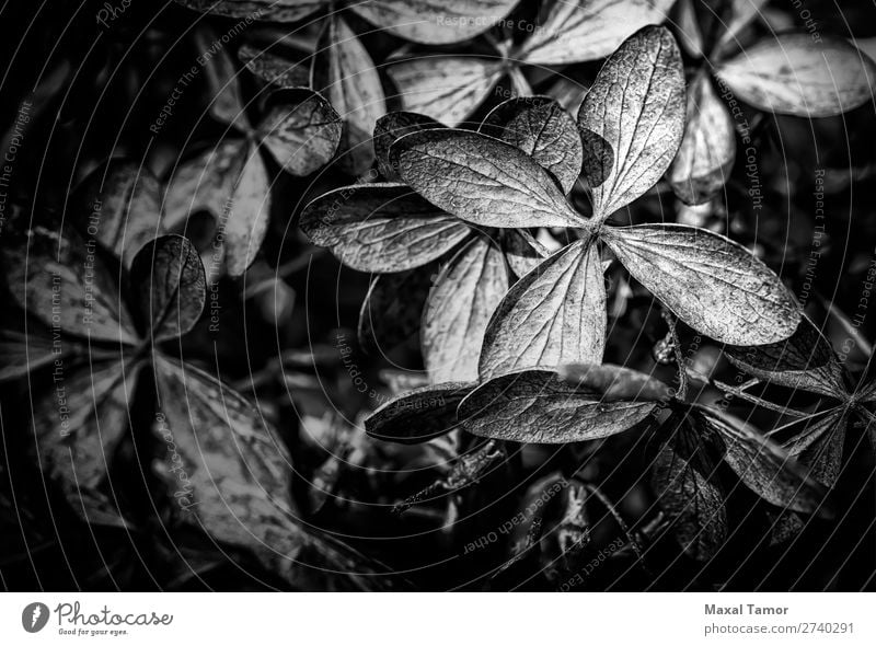 Trockene Hortensien Panikulata schön Winter Garten Dekoration & Verzierung Gartenarbeit Umwelt Natur Pflanze Blume Sträucher Blatt Blüte Park Papier