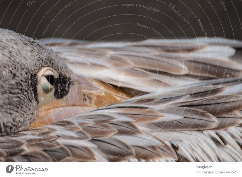 Augenblick II Zoo Tier Vogel Tiergesicht Flügel Feder Pelikan 1 braun weiß achtsam Wachsamkeit Gelassenheit geduldig ruhig Farbfoto Gedeckte Farben