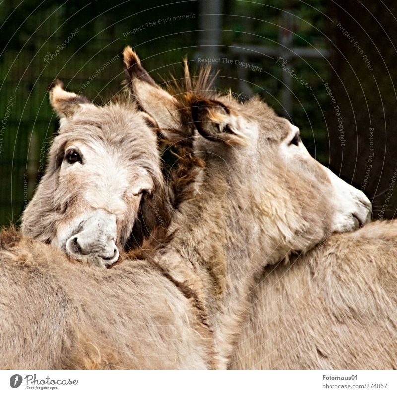 Schmusefreunde Tier Nutztier Tiergesicht Zoo Esel 2 Tierpaar Liebe träumen Traurigkeit Umarmen braun Gefühle Stimmung Geborgenheit Sympathie Zusammensein